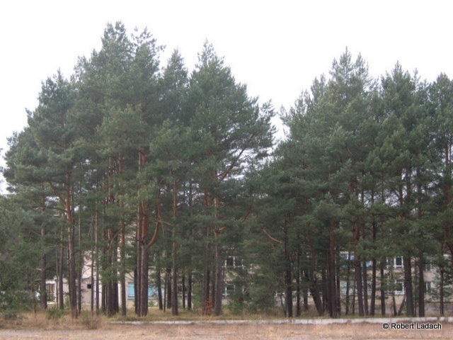 Maskowanie naturalne kompleksu sztabowo-koszarowego byego 46. dr OP m. Choczewo. Maskowanie naturalne kompleksu sztabowo-koszarowego byego 46. dr OP m. Choczewo.