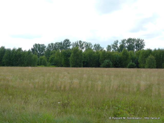 Wysokie topole rosną przy ogrodzeniu byłego miejsca stacjonowania 61. dr OP m. Małocice. Wysokie topole rosną przy ogrodzeniu byłego miejsca stacjonowania 61. dr OP m. Małocice.