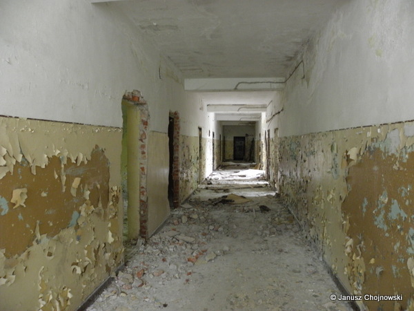 Koszarowiec 40. dr OP m. Kołczewo.